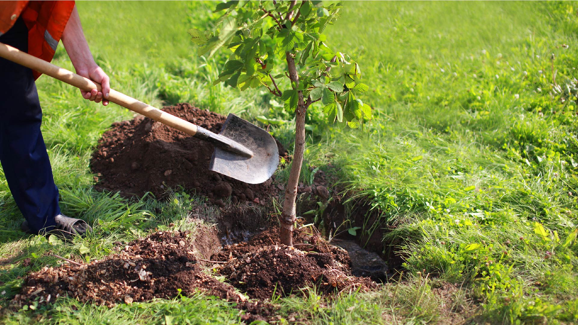 Un homme creuse un trou et plante un arbre