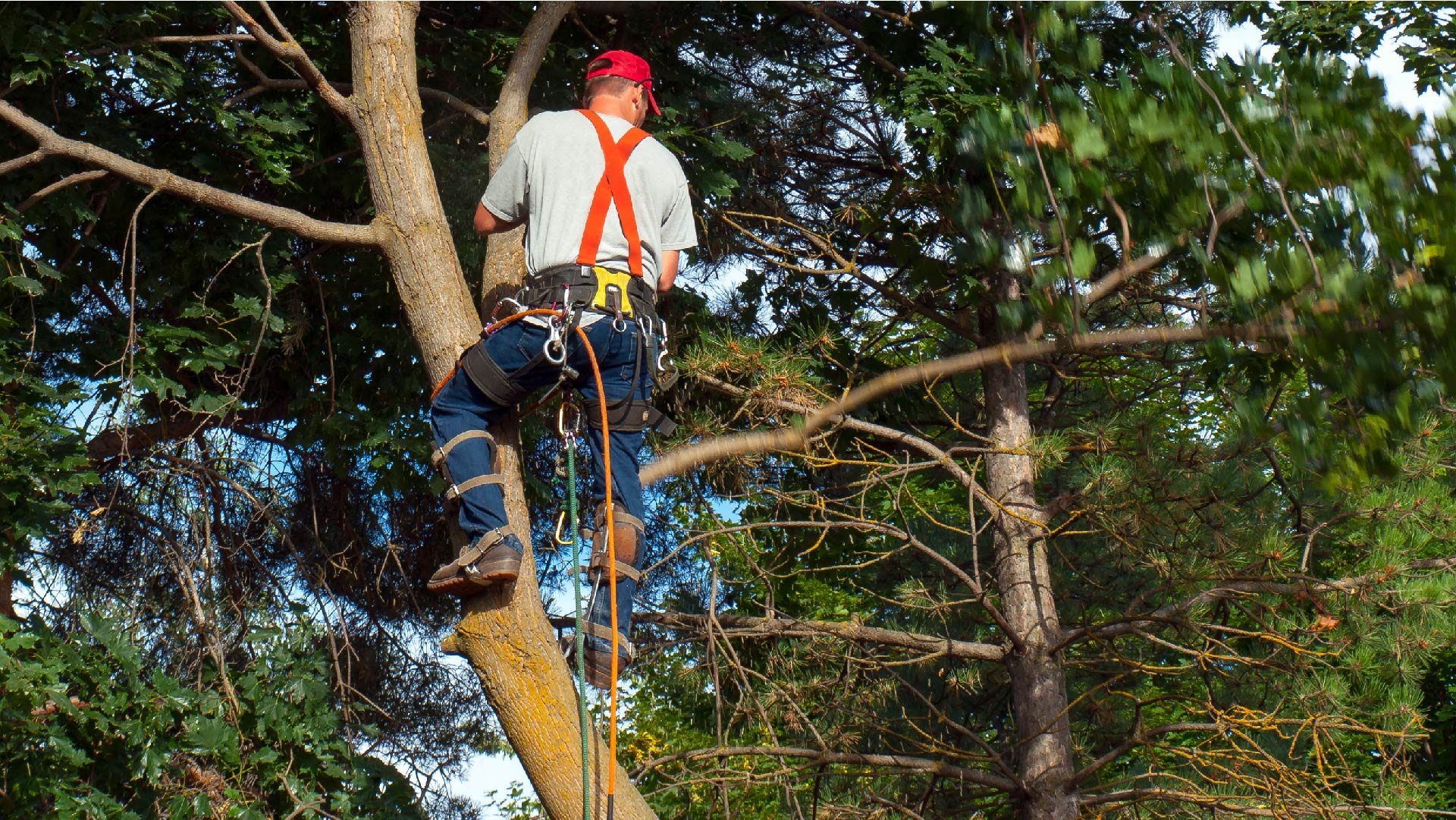 Een boomsnoeier werkt in een boom
