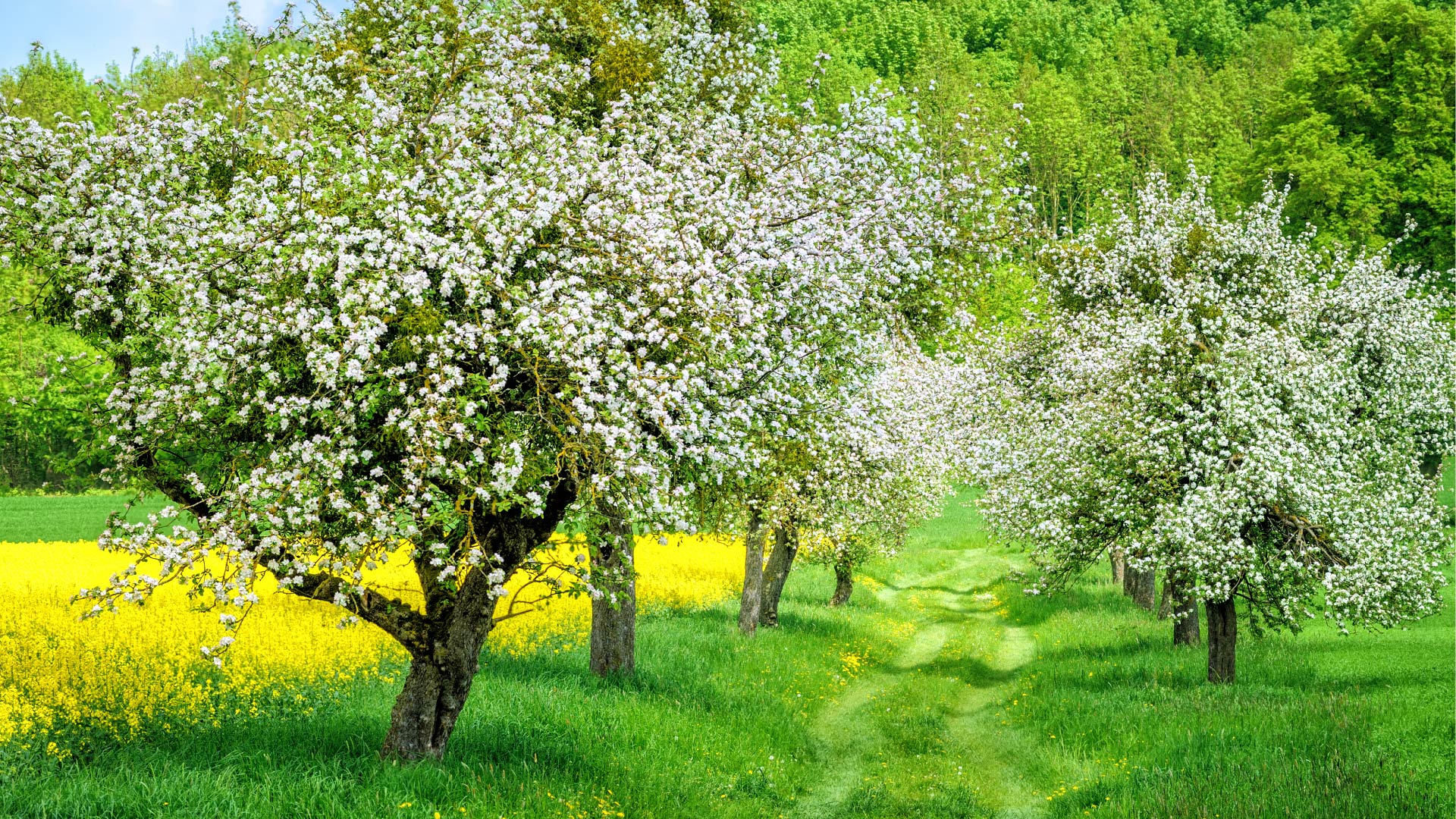 Bomenrij en bloemen in de lente