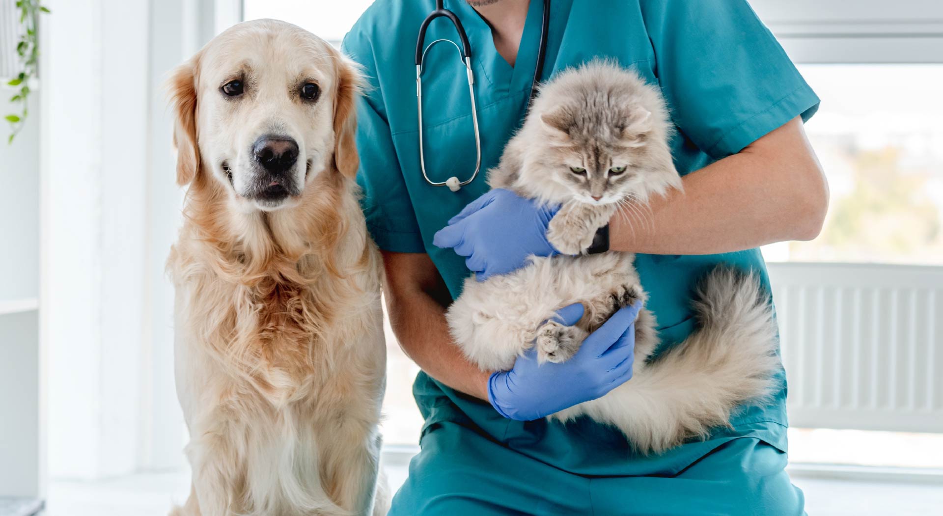 Un vétérinaire tient un chat et un chien dans ses bras