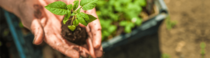 hands-showing-young-plant_0.png